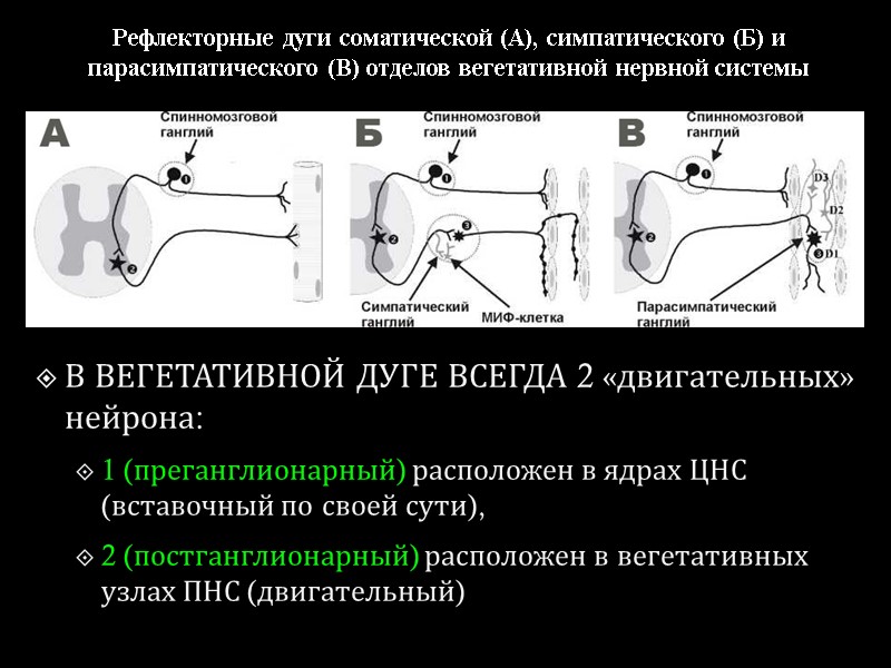 Рефлекторные дуги соматической (А), симпатического (Б) и парасимпатического (В) отделов вегетативной нервной системы В